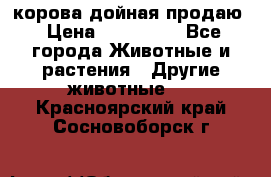 корова дойная продаю › Цена ­ 100 000 - Все города Животные и растения » Другие животные   . Красноярский край,Сосновоборск г.